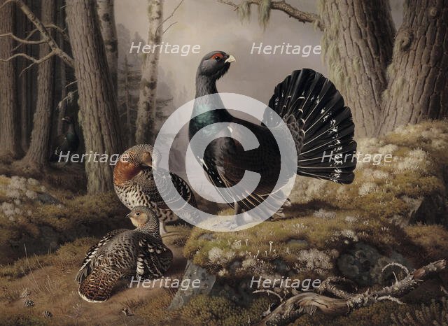 Capercaillies Courting, 1862. Creator: Ferdinand von Wright.