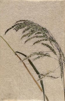A grass (Panicum species): seed head and stalk, c19th century. Creator: Unknown.