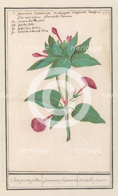 Night Beauty (Mirabilis jalapa), 1596-1610. Creators: Anselmus de Boodt, Elias Verhulst.