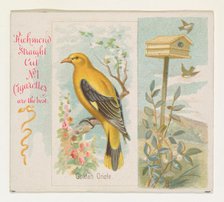 Golden Oriole, from the Song Birds of the World series (N42) for Allen & Ginter Cigarettes..., 1890. Creator: Allen & Ginter.