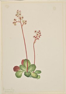 Evergreen Saxifrage (Leptarrhena pyrolifolia), 1917. Creator: Mary Vaux Walcott.