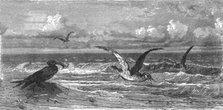 'Scissor-Bills in pursuit of Prey; A Flying Visit to Florida', 1875. Creator: Thomas Mayne Reid.