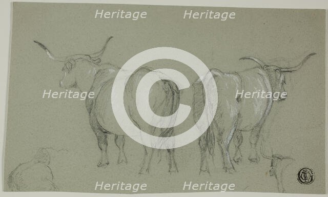 Sketches of White Cattle from the Maremma, n.d. Creator: Unknown.