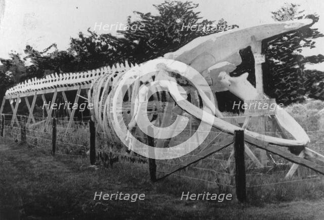 Skeleton of a whale, between c1900 and c1930. Creator: Unknown.
