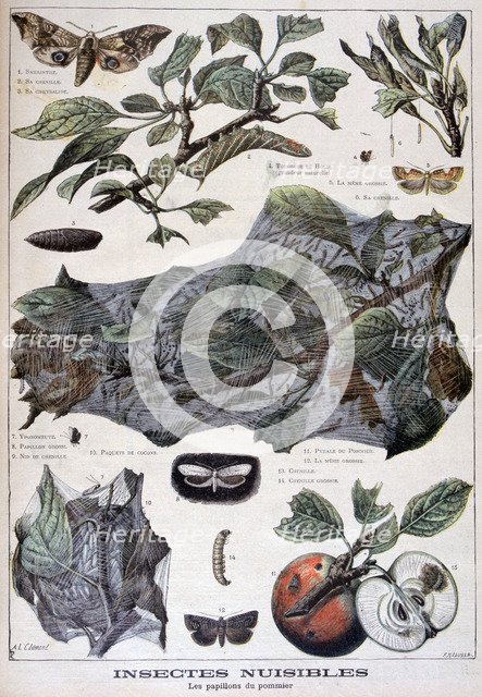 Harmful insects: moths that damage apple trees, 1897. Creator: F Meaulle.