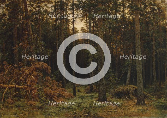 Pinewood, 1885. Artist: Shishkin, Ivan Ivanovich (1832-1898)