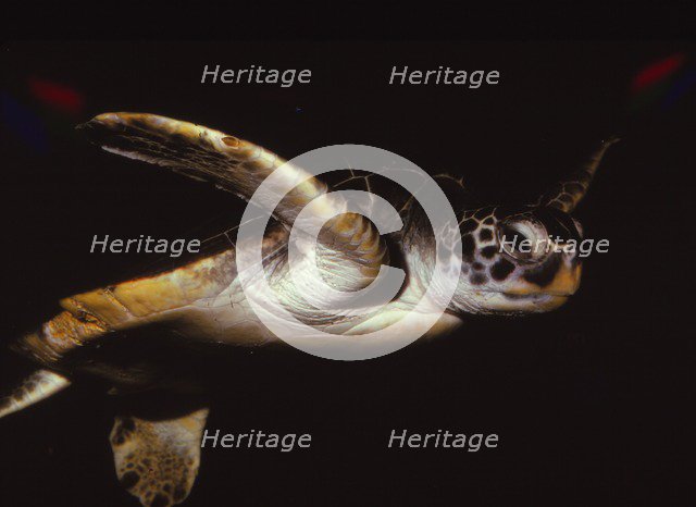 Loggerhead Turtle, (Caretta Caretta), 20th century. Artist: CM Dixon.