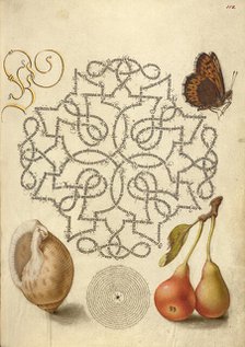 Butterfly, Marine Mollusk, and Pear, 1561-1562; illumination added 1591-1596. Creator: Joris Hoefnagel.