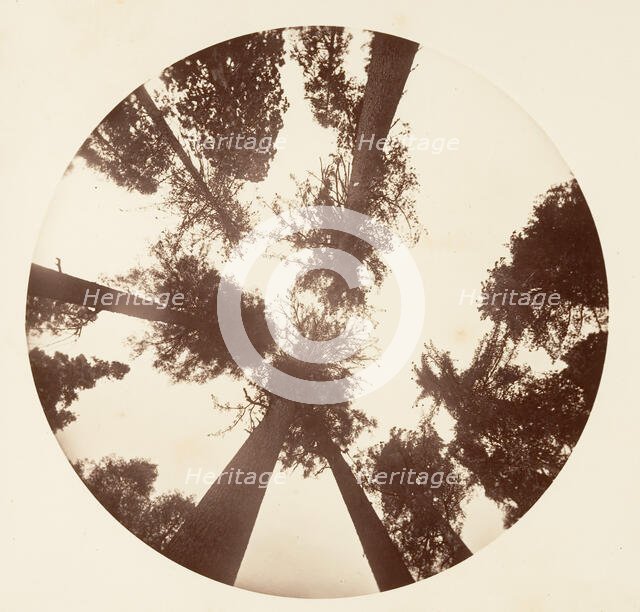 Looking up Among the Sugar Pines - Calaveras Grove, ca. 1878. Creator: Carleton Emmons Watkins.