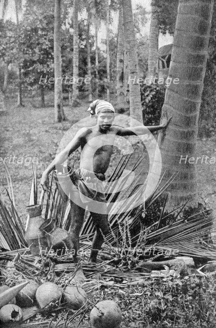 Malay collecting the sweet wine of the toddy tree, 1922. Artist: Unknown