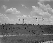 Cut-over long leaf yellow pine forest, Mississippi, 1937. Creator: Dorothea Lange.