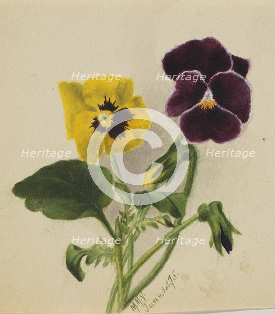 Untitled (Pansies), 1875. Creator: Mary Vaux Walcott.
