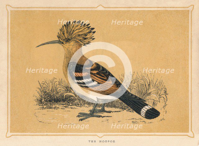 'The Hoopoe', (Upupa epops), c1850, (1856). Artist: Unknown.