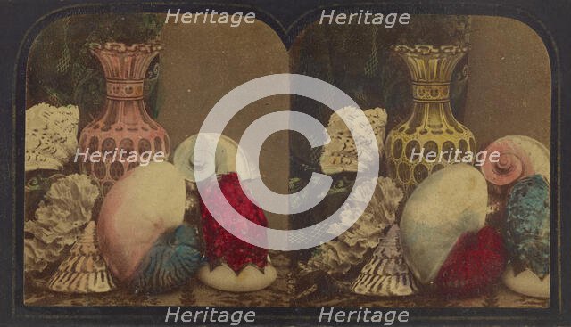 Shells & Vase, about 1860. Creator: London Stereoscopic & Photographic Co.