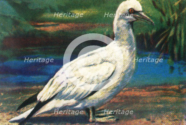 Gannet, c1928. Creator: Unknown.