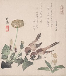 Spring Rain Collection (Harusame shu), vol. 3: Sparrows and Dandelions, ca. 1820., ca. 1820. Creator: Hokuba.
