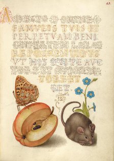 Queen of Spain Fritillary, Apple, Mouse, and Creeping Forget..., 1561-2; illumination added 1591-6. Creator: Joris Hoefnagel.