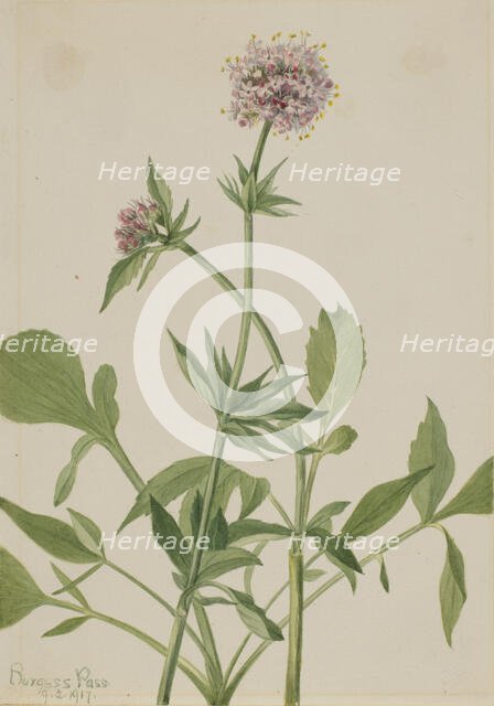 Heliotrope Valerian (Valeriana sitchensis), 1917. Creator: Mary Vaux Walcott.