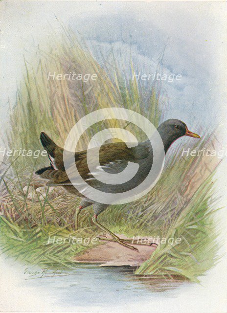 'Moorhen or Waterhen - Gallin'ula chlor'opus', c1910, (1910). Artist: George James Rankin.