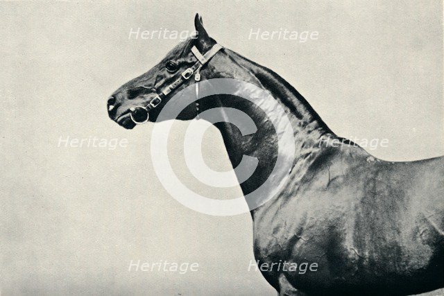 The head of thoroughbred racehorse, Radium, c1910. Artist: Unknown