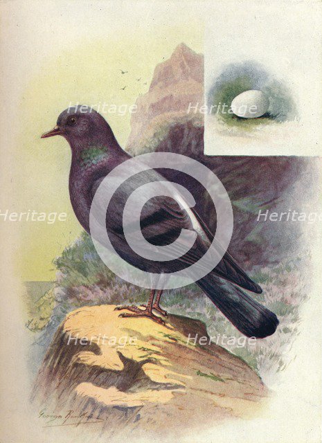 'Rock-Pigeon - Colum'ba liv'ia', c1910, (1910). Artist: George James Rankin.