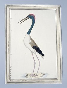 Ephippiorhynchus asiaticus ? (Black-necked stork), 1776-before 1780. Creator: John Hunter.