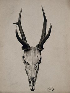 A stag's skull seen from above, 1904. Creator: Unknown.
