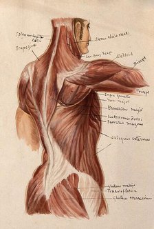 Muscles of the trunk: an écorché figures showing a side view of the torso, 1880. Creator: Adele Mongredien.