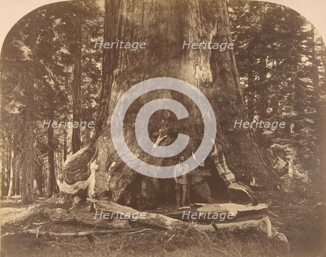 Section of Grisly Giant, Mariposa Grove, 1861. Creator: Carleton Emmons Watkins.