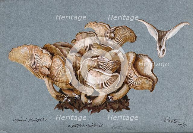 A fungus (Clitocybe phyllophila) growing on soil, 1898. Creator: Unknown.