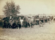 Roping and changing scene at --T Camp on round up of --T 999 --S & G, AUT..., between 1887 and 92. Creator: John C. H. Grabill.